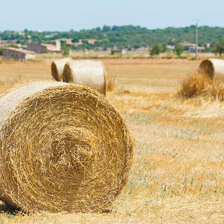 248 Casa Pedrona Etvpl15151 By Mallorca Charme Hébergement de vacances Can Picafort (Mallorca)